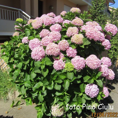 Foto: Ortensia
